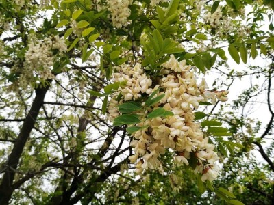 Bagremova paša i košnice