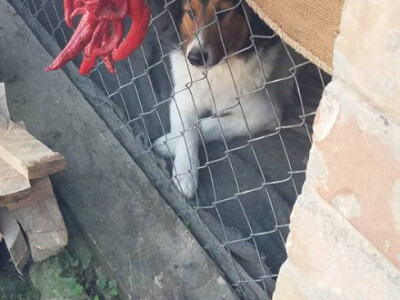 Stara seoska dvorišta - potencijal za obiteljski turizam