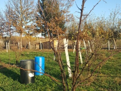 Bakterijski rak kosticavog voca Bakterijski rak kosticavog voca