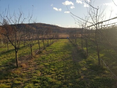 Bakterijski rak kosticavog voca Bakterijski rak kosticavog voca