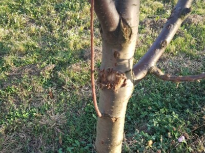 Bakterijski rak kosticavog voca Bakterijski rak kosticavog voca