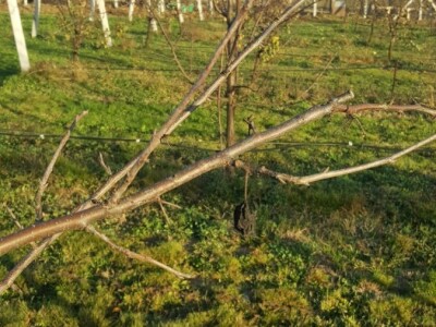 Bakterijski rak kosticavog voca Bakterijski rak kosticavog voca