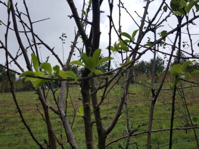 Bakterijski rak kosticavog voca Bakterijski rak kosticavog voca