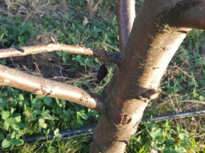 Bakterijski rak kosticavog voca Bakterijski rak kosticavog voca