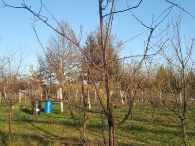 Bakterijski rak kosticavog voca Bakterijski rak kosticavog voca