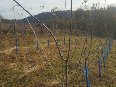 Bakterijski rak kosticavog voca Bakterijski rak kosticavog voca