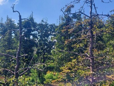 Bakterijski rak krušaka Bakterijski rak krušaka