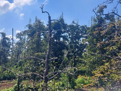 Bakterijski rak krušaka Bakterijski rak krušaka