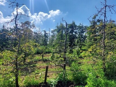 Bakterijski rak krušaka Bakterijski rak krušaka