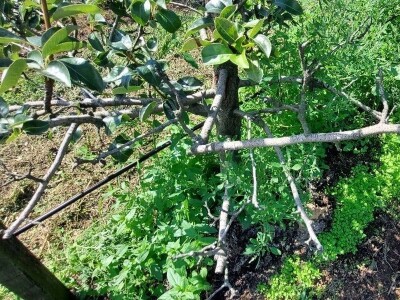 Bakterijski rak krušaka Bakterijski rak krušaka