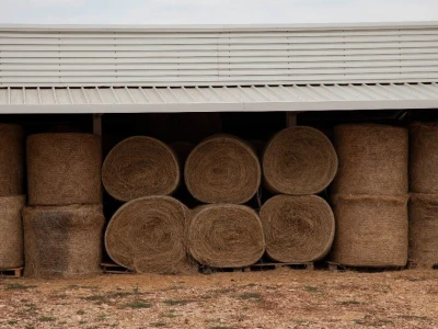 Farma ovaca u selu Nunić
