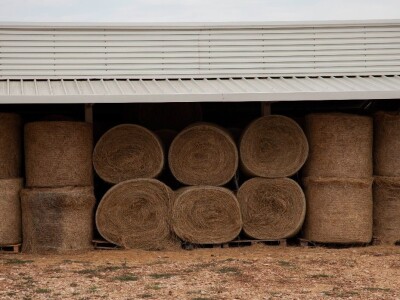Farma ovaca u selu Nunić