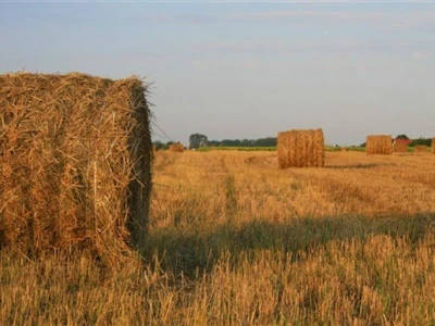 Bale sijena