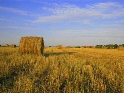 Bale sijena