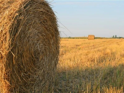 Bale sijena