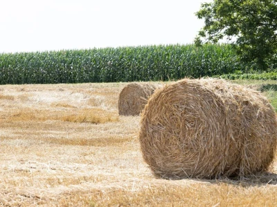 Bale slame