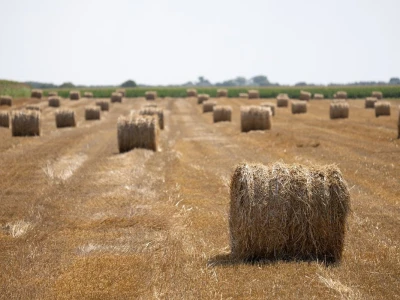 Bale slame