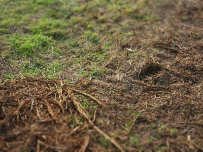 Balegari recikliraju organski otpad, čiste pašnjake i poboljšavaju kvalitetu tla