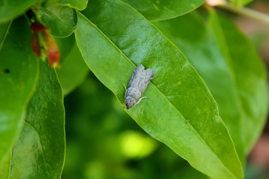 slika druga