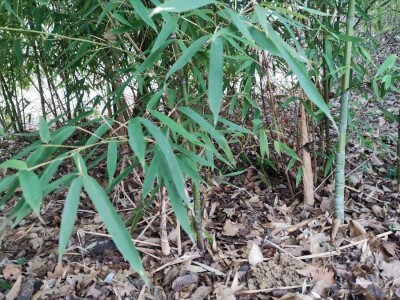 Bambus-Phyllostachys
