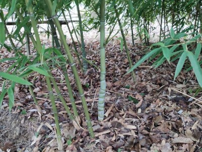 Bambus-Phyllostachys
