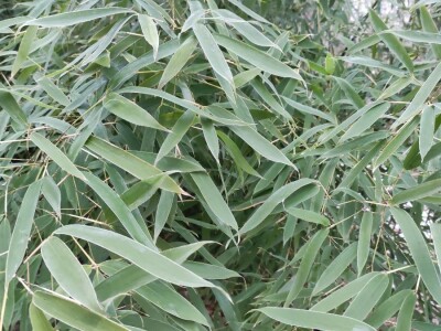 Bambus-Phyllostachys
