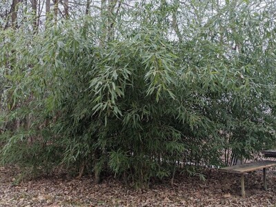 Bambus-Phyllostachys
