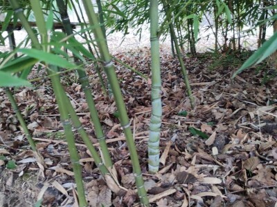 Bambus-Phyllostachys