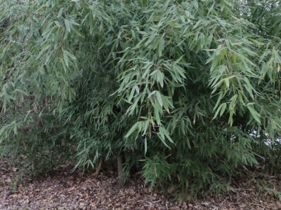 Bambus-Phyllostachys
