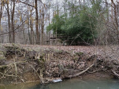 Bambus-Phyllostachys