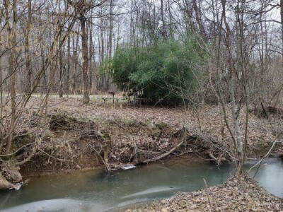 Bambus-Phyllostachys