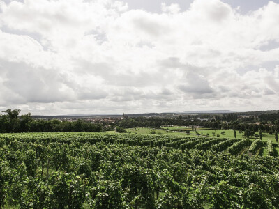 Imaju i dva hektara vinograda