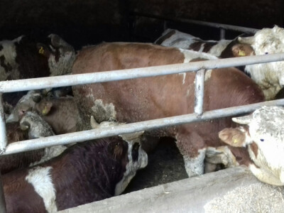 Dio junadi uvoze iz inozemstva