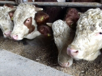 Na farmi je stalno između 100 i 130 grla