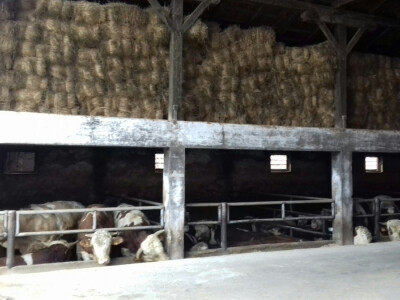 Razmišljaju o proširenju farme