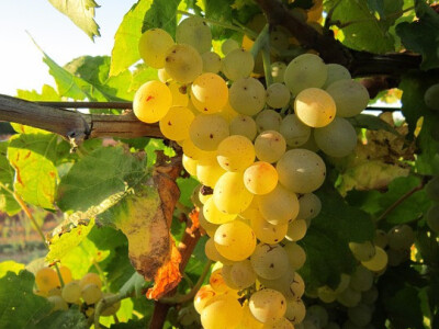 Na kojima raste 6 tisuća trsova