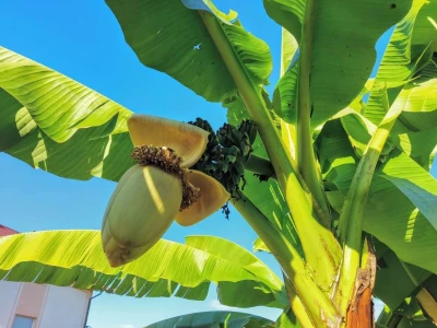 Banana u Sanskom Mostu
