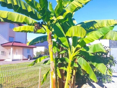 Banana u Sanskom Mostu Banana u Sanskom Mostu