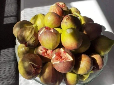 Banana u Sanskom Mostu