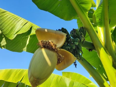 Banana u Sanskom Mostu