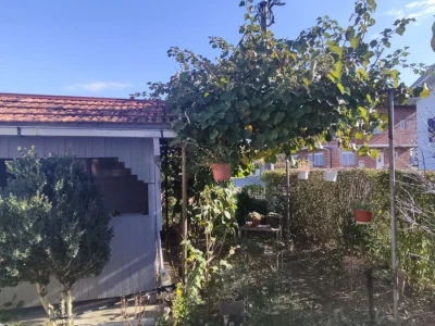 Banana u Sanskom Mostu