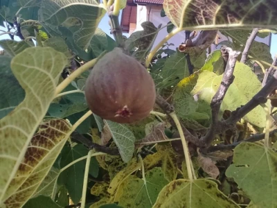 Banana u Sanskom Mostu