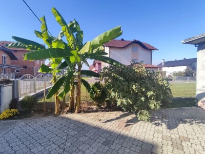 Banana u Sanskom Mostu Banana u Sanskom Mostu