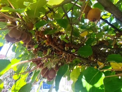 Banana u Sanskom Mostu