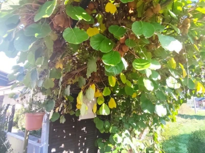 Banana u Sanskom Mostu