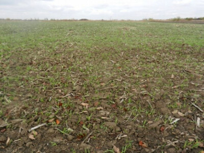 Banatske njive u novembru