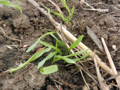 Banatske njive u novembru