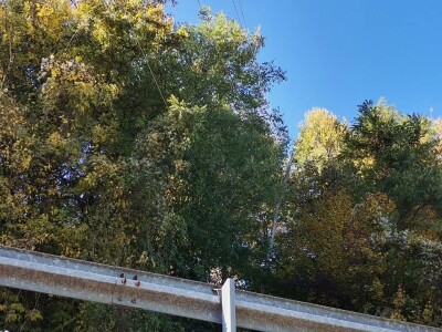 Bandere "progutalo" rastinje