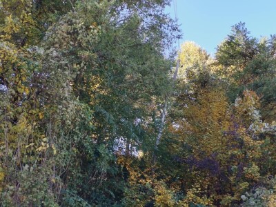 Bandere "progutalo" rastinje