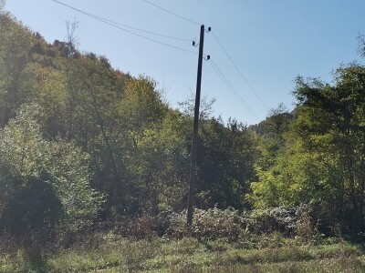 Bandere "progutalo" rastinje